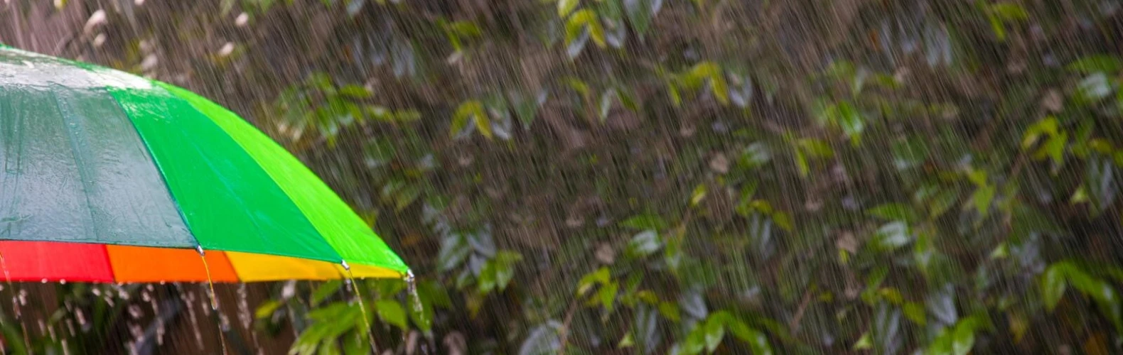 Regenschirm Shop 1 Regenschirm Shop -Regenschirm Shop 5.1 副本